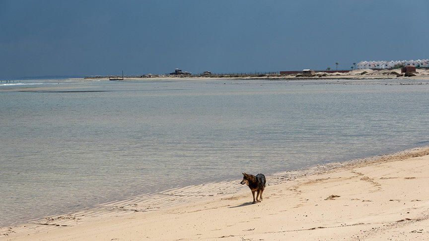 Wadi Lahami Bay mit Hund