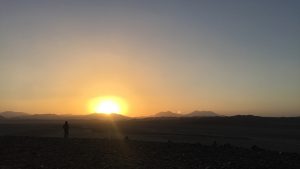 Egypt travel blog - the desert is alive! 5