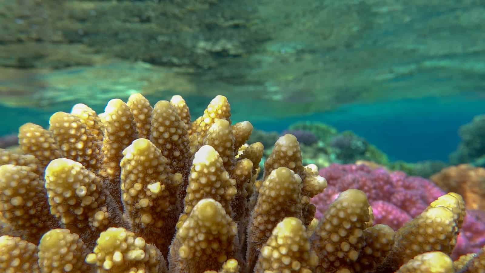Koralle in Satayah