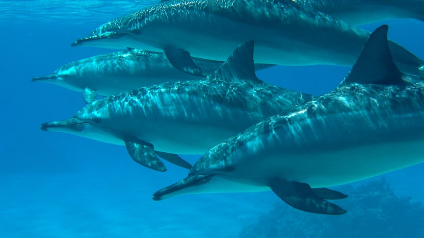 Satayah with Dolphins