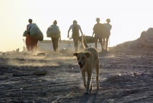 beachcleaning-und-hund